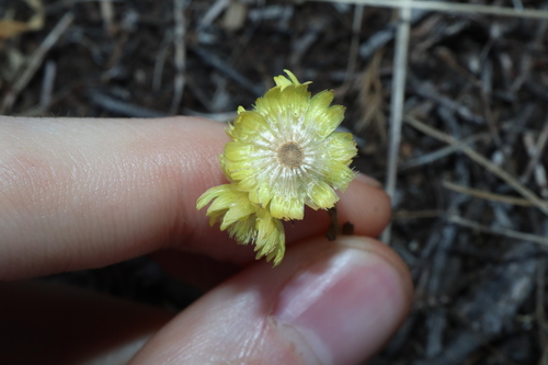 Image of Rhodanthe citrina by (c) Thomas Mesaglio, some rights reserved (CC BY)