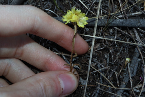 Image of Rhodanthe citrina by (c) Thomas Mesaglio, some rights reserved (CC BY)