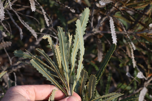 Image of Banksia baueri by (c) Greg Tasney, some rights reserved (CC BY-SA)