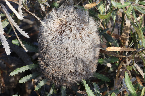 Image of Banksia baueri by (c) Greg Tasney, some rights reserved (CC BY-SA)