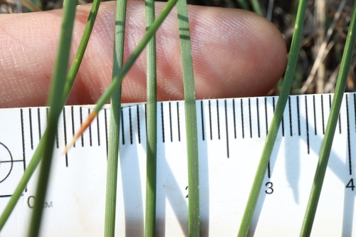 Image of Lomandra collina by (c) Thomas Mesaglio, some rights reserved (CC BY)