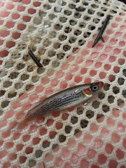 Fundulus escambiae
