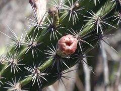 Stenocereus standleyi