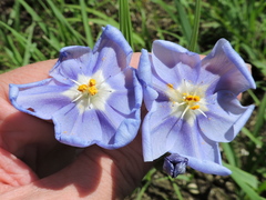 Nemastylis geminiflora