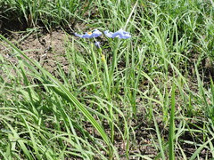Nemastylis geminiflora