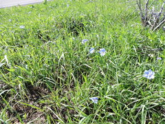Nemastylis geminiflora