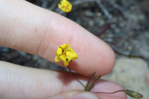 Goodenia filiformis observed 2023-10-19