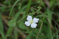 Oenothera kunthiana