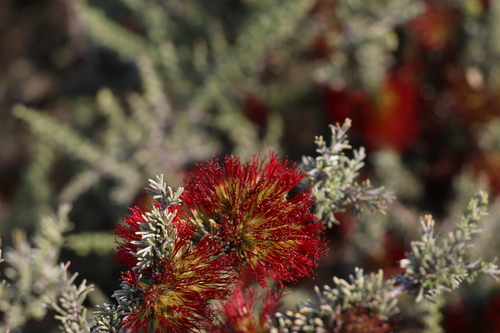Image of Melaleuca cinerea by (c) Greg Tasney, some rights reserved (CC BY-SA)