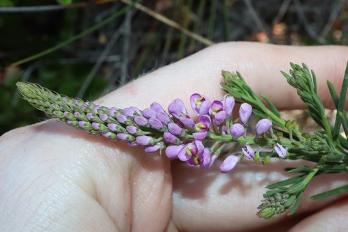 Comesperma confertum (Comesperma confertum)