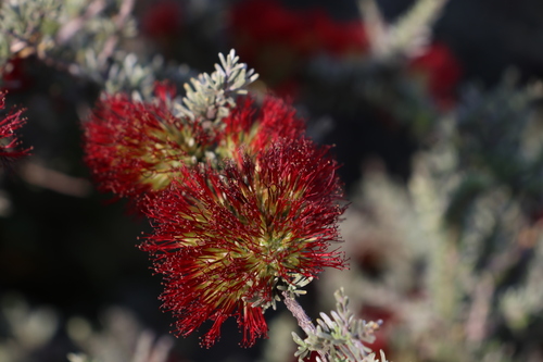 Image of Melaleuca cinerea by (c) Greg Tasney, some rights reserved (CC BY-SA)