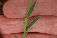 Dimorphotheca caulescens