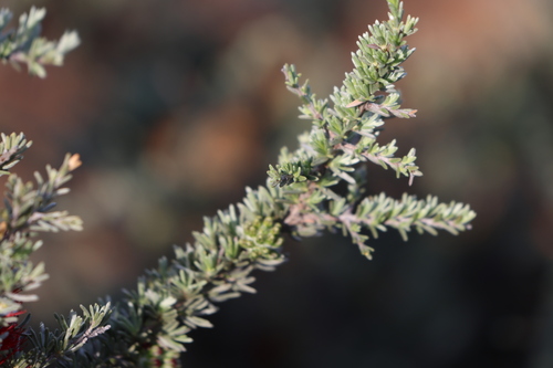 Image of Melaleuca cinerea by (c) Greg Tasney, some rights reserved (CC BY-SA)