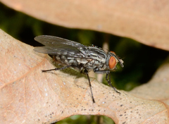 Sarcophagidae