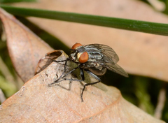 Sarcophagidae