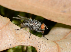 Sarcophagidae