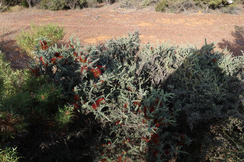 Image of Melaleuca cinerea by (c) Greg Tasney, some rights reserved (CC BY-SA)