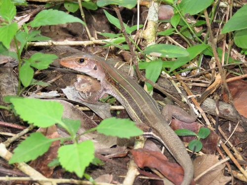 Auber's Ameiva, Pholidoscelis auberi
