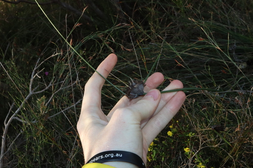 Image of Semaphore Sedge (Mesomelaena tetragona) by (c) Thomas Mesaglio, some rights reserved (CC BY)