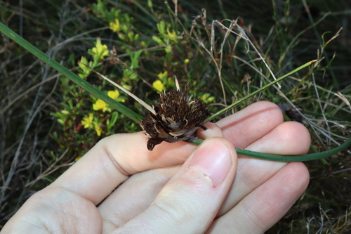 Image of Mesomelaena tetragona by (c) Thomas Mesaglio, some rights reserved (CC BY)