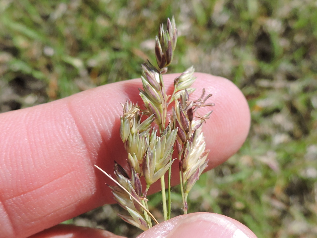 buffalograss from Coppell Nature Park, Coppell, Texas on April 06, 2016 ...