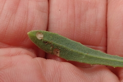 Dimorphotheca caulescens