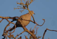 Streptopelia decaocto
