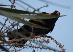 Turdus merula