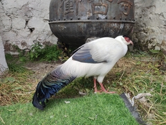 White Eared-Pheasant photo 4