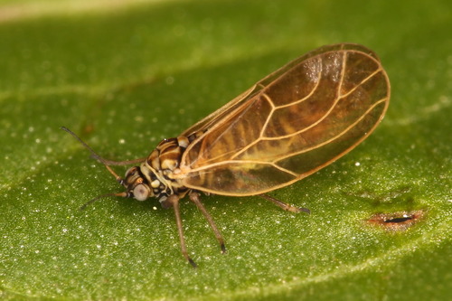 Craspedolepta flavipennis