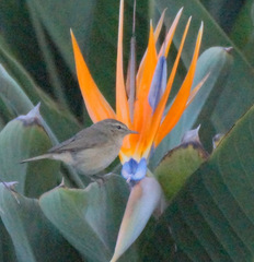 Phylloscopus canariensis