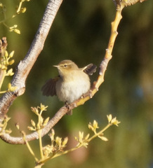 Phylloscopus canariensis