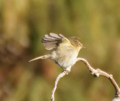 Phylloscopus canariensis
