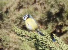 Cyanistes teneriffae