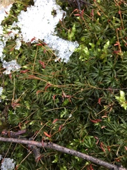 Atrichum altecristatum
