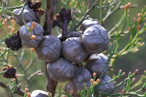 Image of Callitris roei by (c) Greg Tasney, some rights reserved (CC BY-SA)