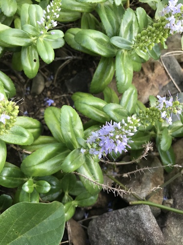 Veronica sieboldiana iNat (1)
