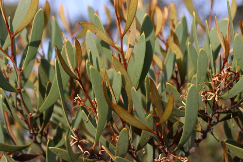 Image of Hakea pandanicarpa by (c) Greg Tasney, some rights reserved (CC BY-SA)