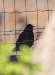 Turdus merula