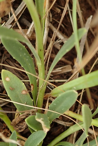 Image of Dimorphotheca caulescens by no rights reserved