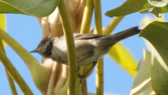 Phylloscopus canariensis