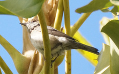 Phylloscopus canariensis