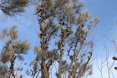 Allocasuarina campestris, photograph 6