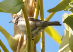 Phylloscopus canariensis