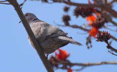 Streptopelia decaocto