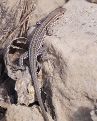 Gallotia galloti galloti