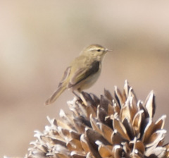 Phylloscopus canariensis