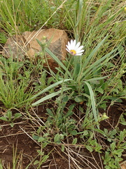Dimorphotheca caulescens