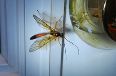 Opheltes glaucopterus barberi