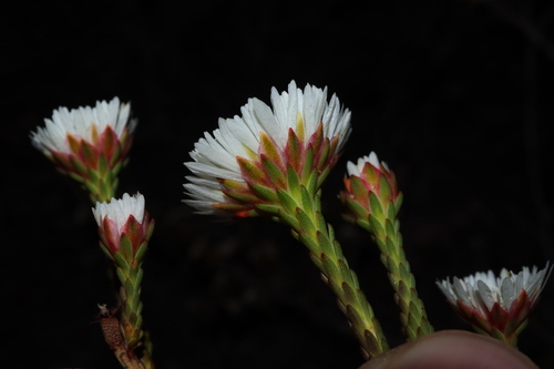 Image of Actinodium cunninghamii by (c) Thomas Mesaglio, some rights reserved (CC BY)